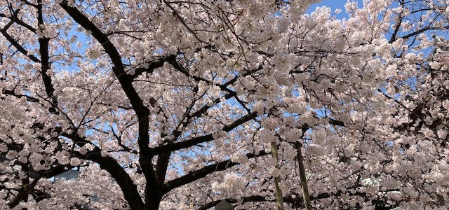 東長寺の春 ✰ おざさ